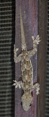Hemidactylus platycephalus