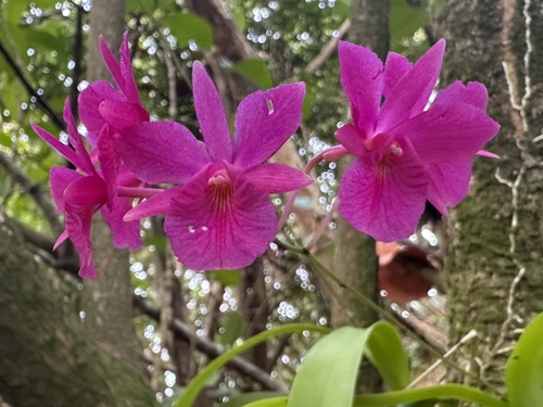Crimson Broughtonia