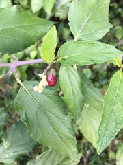 Varronia polycephala