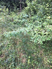 Varronia polycephala