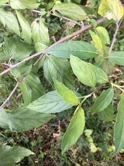 Varronia polycephala