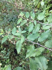 Varronia polycephala