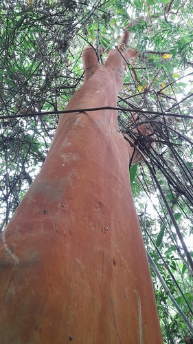 Foto de Cabeludinha
