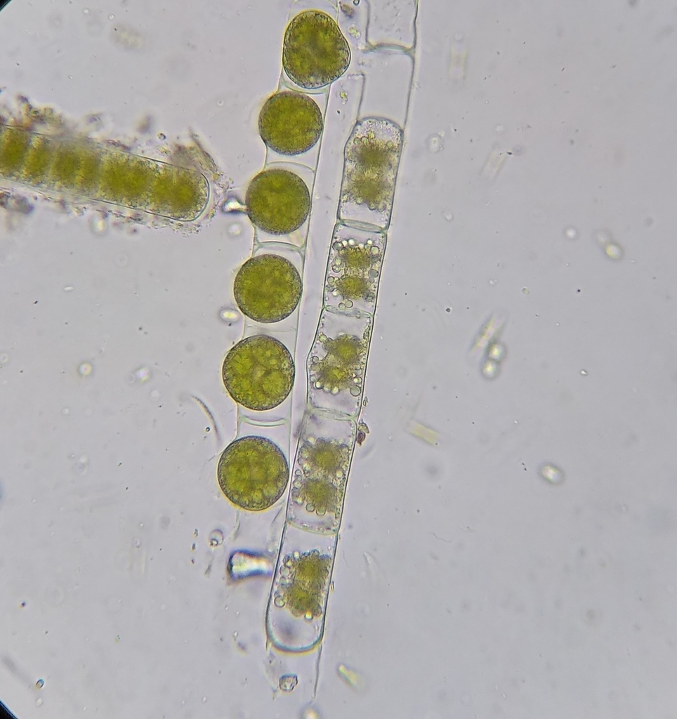 Zygnema leiospermum