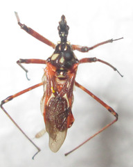 Cosmolestes pictus