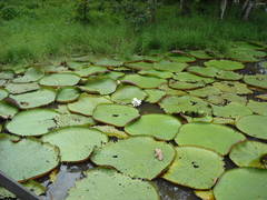 Victoria amazonica