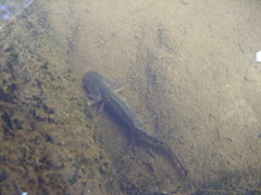 Ambystoma velasci