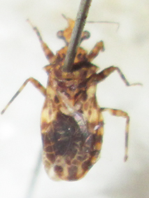 Cethera