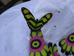 Philaethria dido