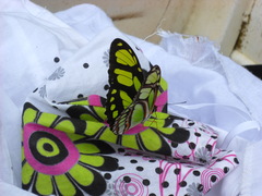 Philaethria dido