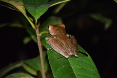 Polypedates colletti