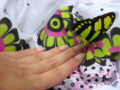 Philaethria dido