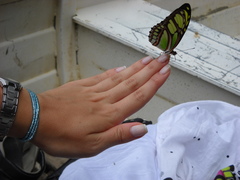 Philaethria dido