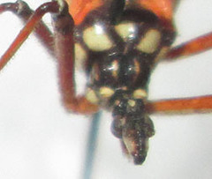 Cosmolestes pictus