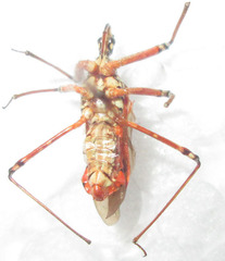 Cosmolestes pictus