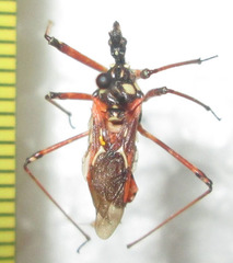 Cosmolestes pictus