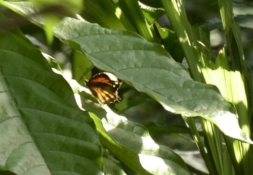 Tailed Palmfly