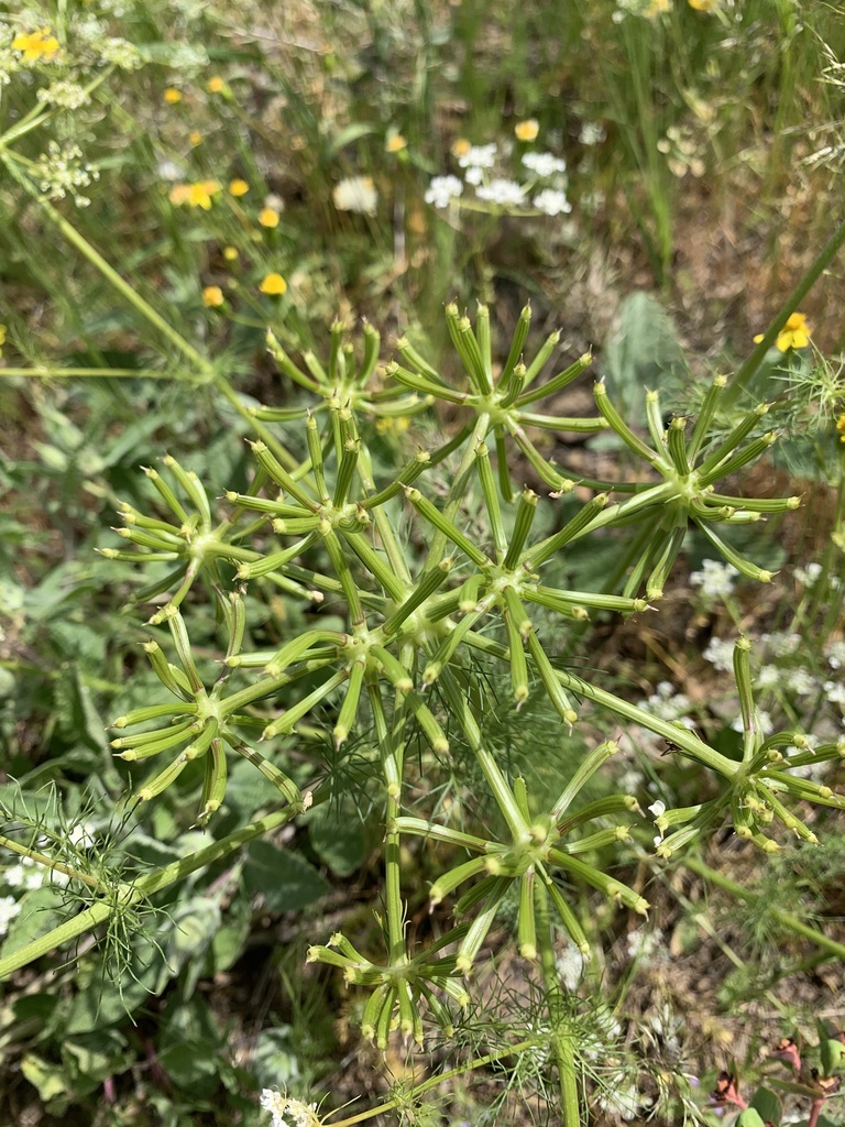 Grammosciadium