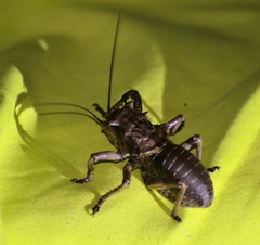 Enyaliopsis