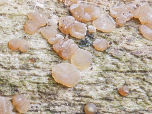 Representative image of Dacrymyces minor