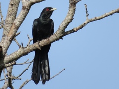 Eudynamys scolopaceus