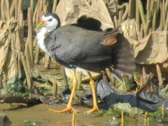 Amaurornis phoenicurus