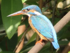 Alcedo atthis