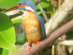 Alcedo atthis