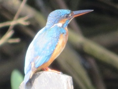 Alcedo atthis