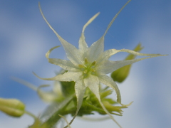 Actinostemma tenerum