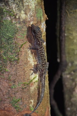Cyrtodactylus