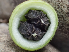 Actinostemma tenerum