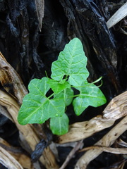 Actinostemma tenerum