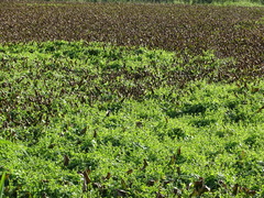 Actinostemma tenerum