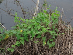 Actinostemma tenerum