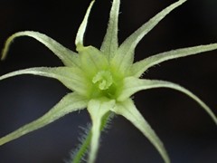 Actinostemma tenerum