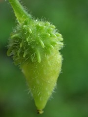 Actinostemma tenerum