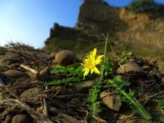 Taraxacum formosanum