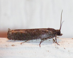 Pseudexentera mali