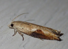 Pseudexentera costomaculana