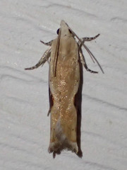 Pseudexentera costomaculana