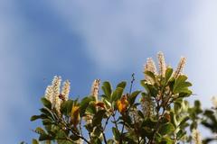 Pterophylla sylvicola