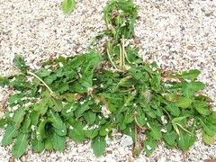 Taraxacum formosanum