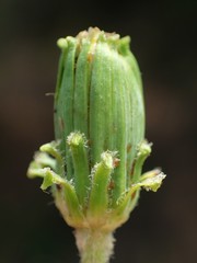 Taraxacum formosanum