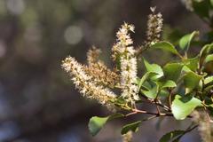 Pterophylla sylvicola