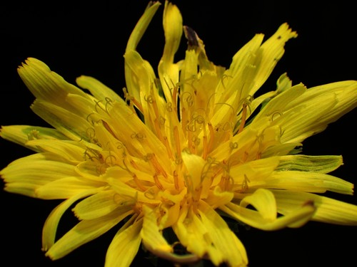Taraxacum formosanum Kitam.