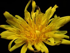 Taraxacum formosanum