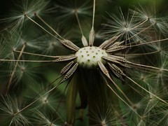 Taraxacum formosanum