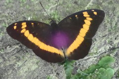 Lexias aeropa