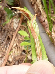 Pterostylis irsoniana